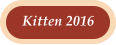 Kitten 2016