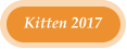 Kitten 2017