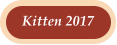 Kitten 2017